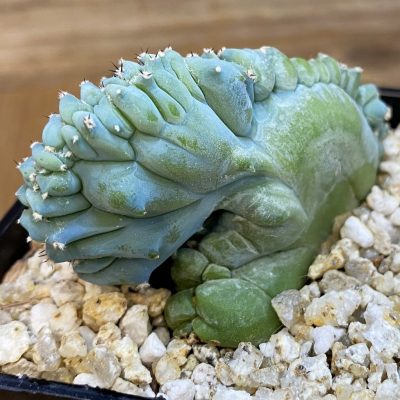 SH38257 Myrtillocactus geometrizans f. cristata