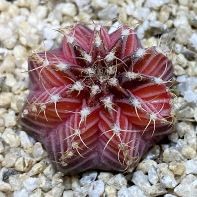 SH38181 Gymnocalycium mihanovichii ‘Neon’ hybrid