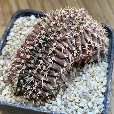 SH38182 Gymnocalycium mihanovichii f. cristata