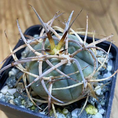 SH38184 Gymnocalycium cardenasianum LF 616