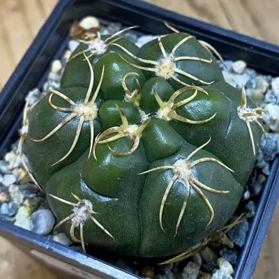 SH38186 Gymnocalycium denudatum ‘Kaiomaru’, seedling -Japan-