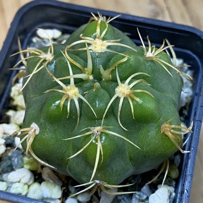 SH38187 Gymnocalycium denudatum ‘Kaiomaru’, seedling -Japan-