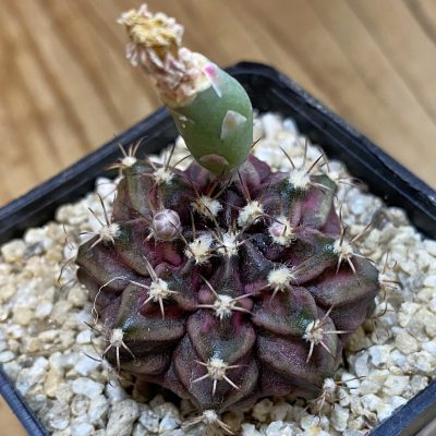 SH38173 Gymnocalycium mihanovichii 'T-Rex'