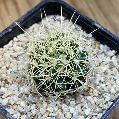 SH38188 Discocactus araneispinus