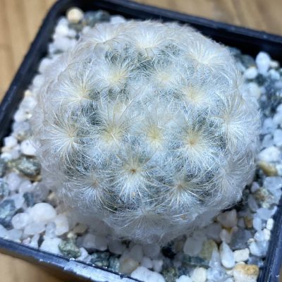 SH38190 Mammillaria plumosa