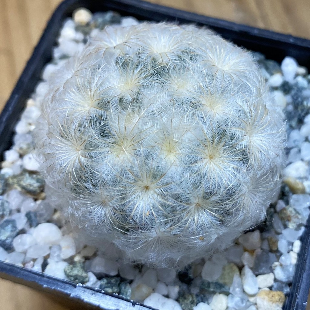 SH38190 Mammillaria plumosa