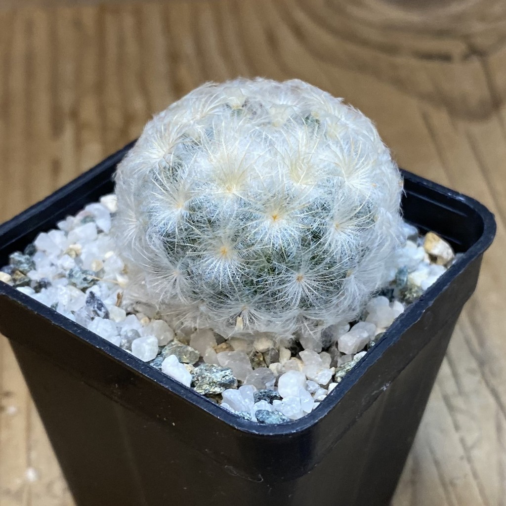 SH38190 Mammillaria plumosa - Image 2
