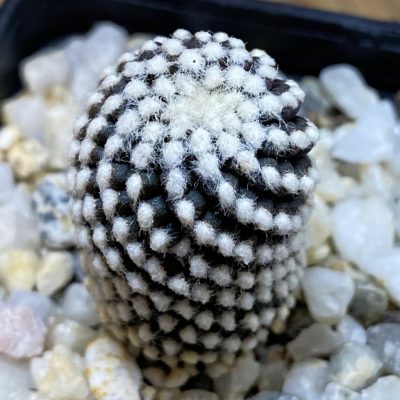 SH38191 Copiapoa tenuissima f. monstruosa