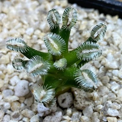 SH38192 Mammillaria bertholdii GCG 12161