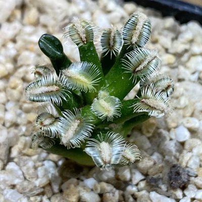 SH38193 Mammillaria bertholdii GCG 12161