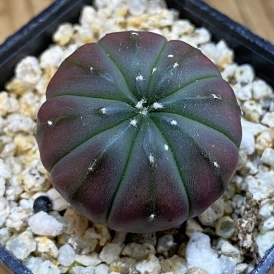 SH38194 Astrophytum asterias 'Purple Skin'