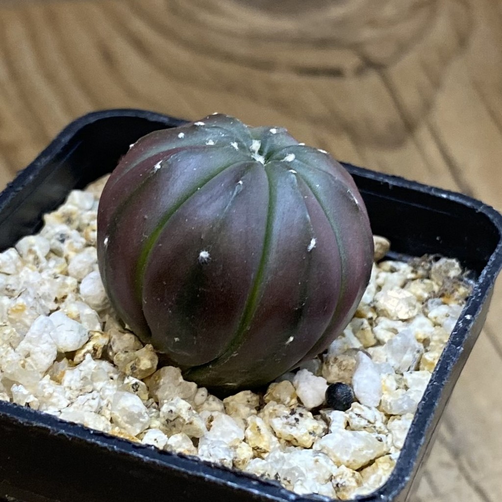 SH38194 Astrophytum asterias 'Purple Skin' - Image 2