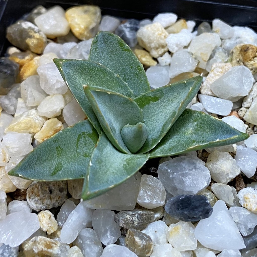 SH38196 Agave filifera x victoriae-reginae compact