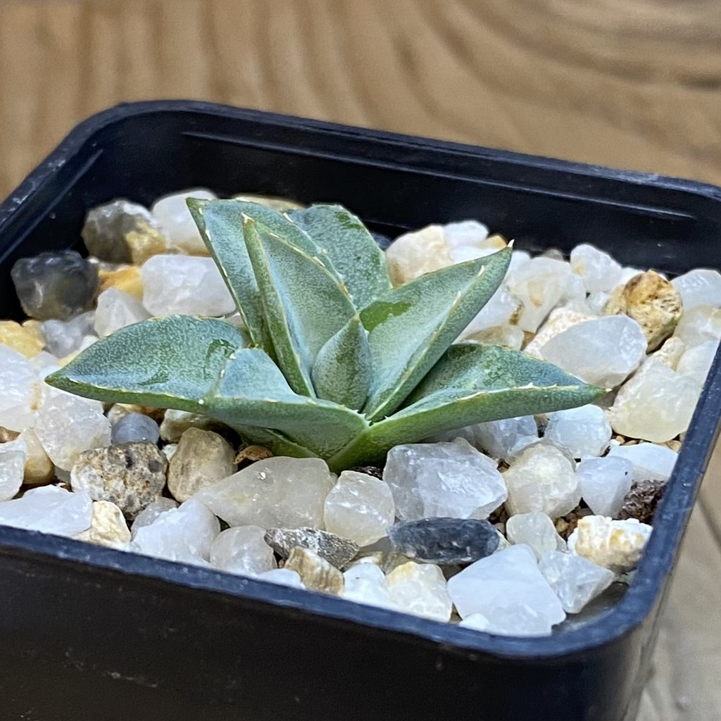 SH38196 Agave filifera x victoriae-reginae compact - Image 2
