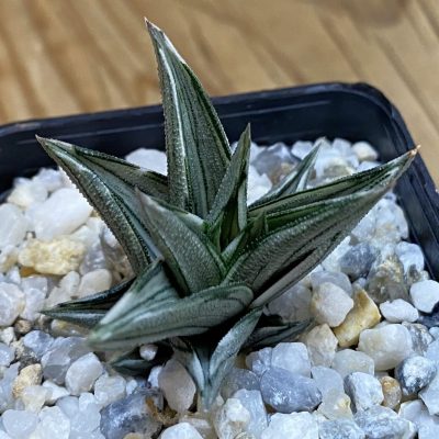 SH38197 Haworthia tortuosa f. variegata
