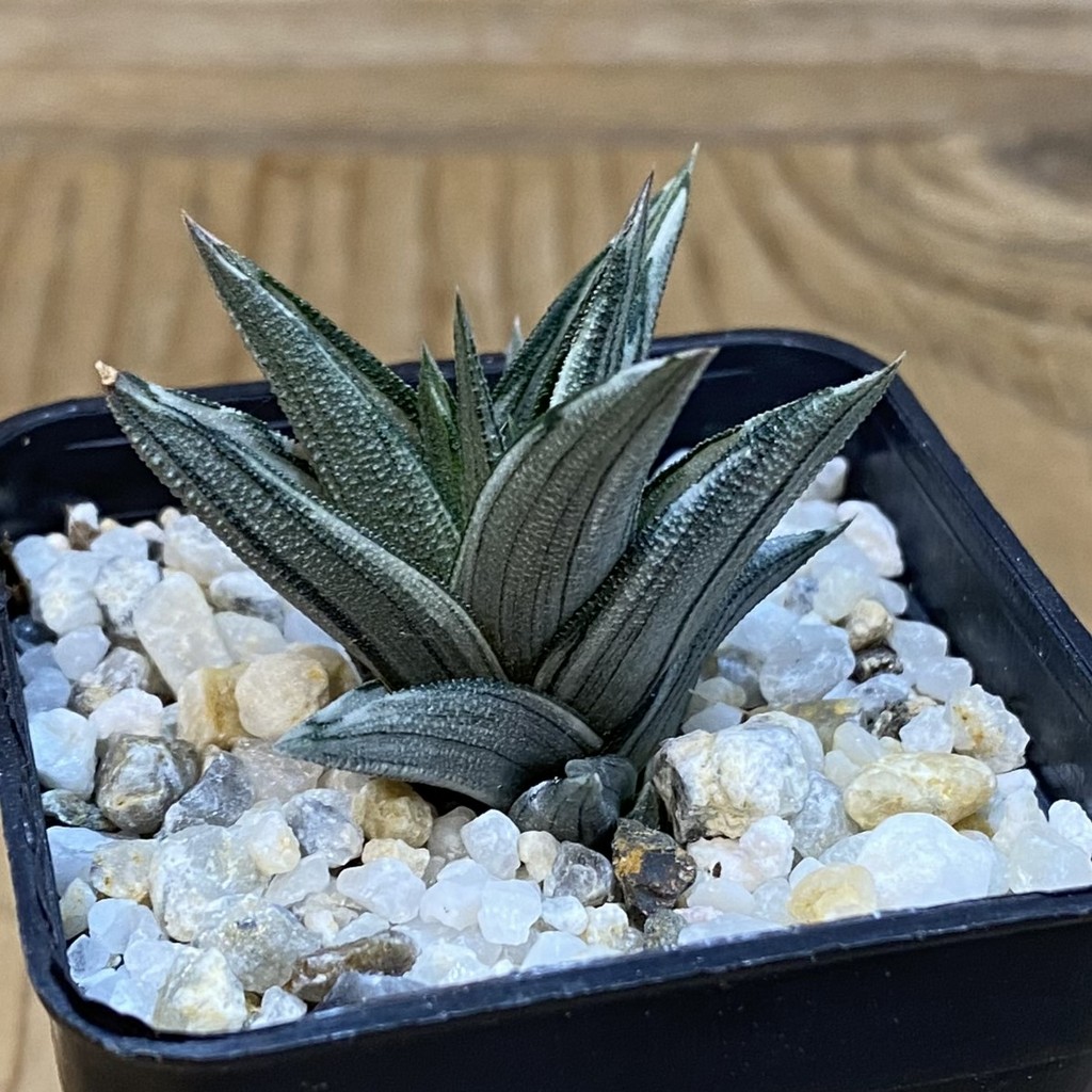 SH38197 Haworthia tortuosa f. variegata - Image 2