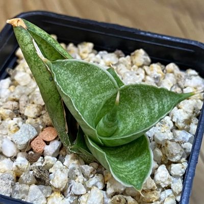 SH38198 Sansevieria 'Ming Manee'