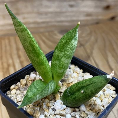 SH38200 Sansevieria ‘Hedgehog’