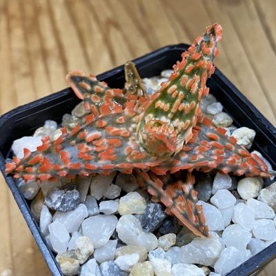 SH38202 Aloe TCT hybrid