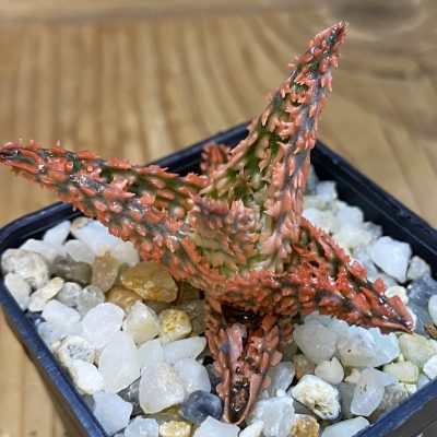 SH38203 Aloe TCT hybrid