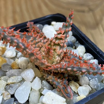 SH38204 Aloe TCT hybrid