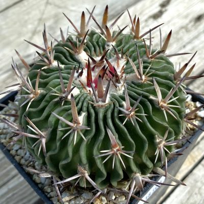 SH38300 Echinofossulocactus phyllacanthus, 8 years old