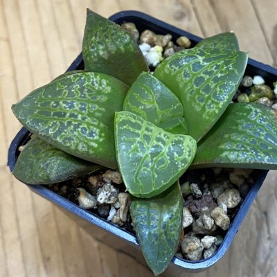 SH38328 Haworthia comptoniana 'Kamen Butokai'