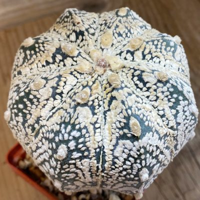 SH38329 Astrophytum asterias ‘Super Kabuto’ x ‘Onzuka’, grafted