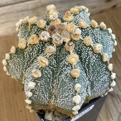SH38330 Astrophytum capricorne x asterias, 15 years old