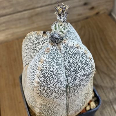 SH38331 Astrophytum myriostigma ‘Onzuka’ v. quadricostatum, 15 years old