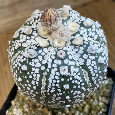 SH38332 Astrophytum asterias 'Super Kabuto', grafted