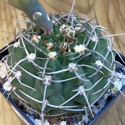SH38334 Gymnocalycium intertextum -Long spines-