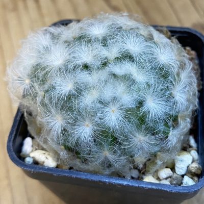 SH38336 Mammillaria plumosa