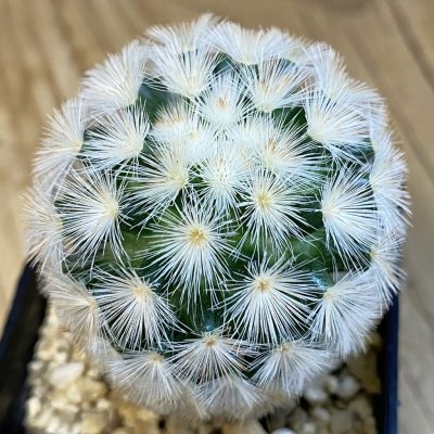 SH38337 Mammillaria carmenae hybrid