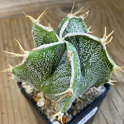 SH38338 Astrophytum myriostigma x ornatum