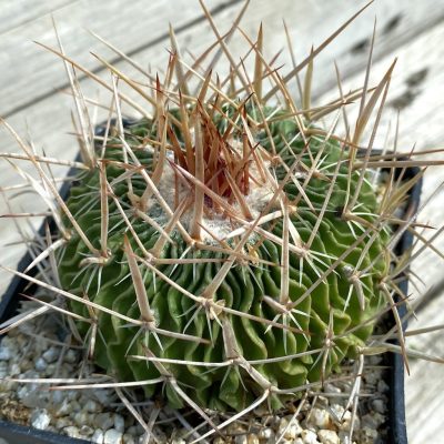 SH38301 Echinofossulocactus multicostatus, 10 years old