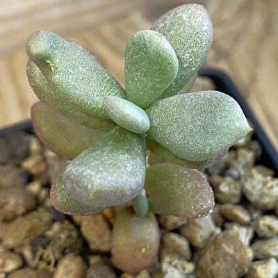 SH38342 Ceraria pygmaea, seedling