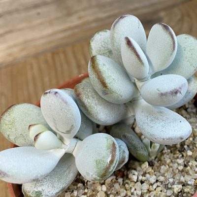 SH38343 Cotyledon orbiculata 'Higginsiae'
