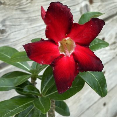 SH38344 Adenium 'Thong Chompoo', grafted