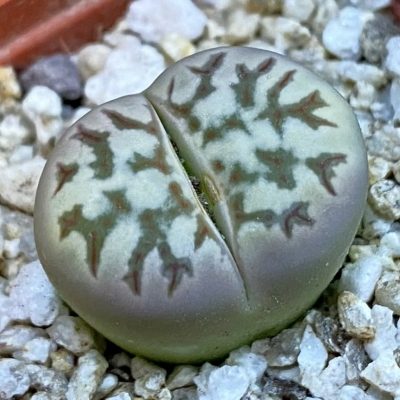 SH38350 Lithops dorotheae ‘Zorro’ F2