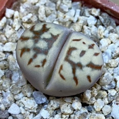 SH38352 Lithops dorotheae ‘Zorro’ F2