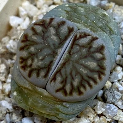 SH38353 Lithops julii 'Kikushogiyoku' hybrid