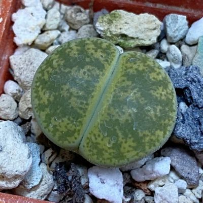 SH38354 Lithops lesliei v. albinica