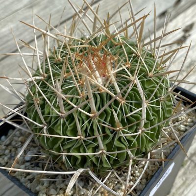 SH38302 Echinofossulocactus multicostatus, 10 years old