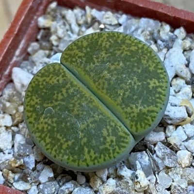 SH38355 Lithops lesliei v. albinica