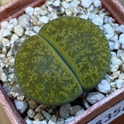 SH38356 Lithops lesliei v. albinica