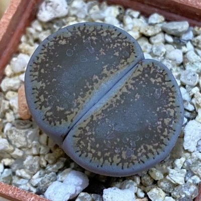 SH38357 Lithops lesliei v. venteri ‘Maraisii’