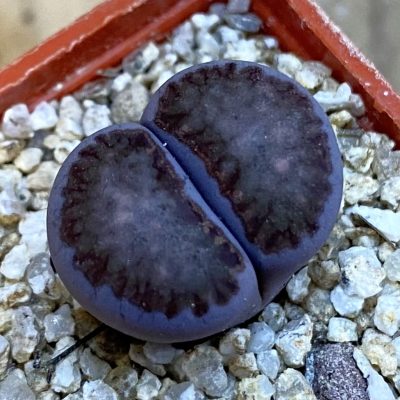 SH38358 Lithops julii ‘Kikushogiyoku’ x Lithops salicola ‘Sato’s Violet’ hybrid