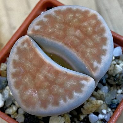 SH38359 Lithops karasmontana 'Top Red'