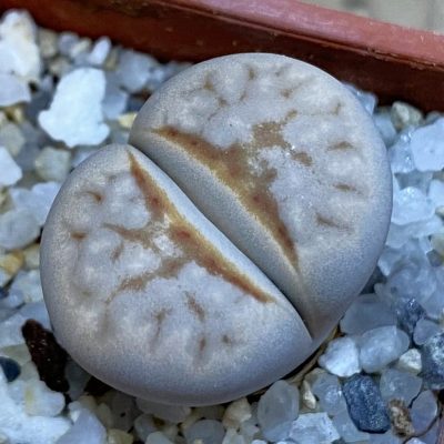 SH38360 Lithops julii 'Hot Lips'